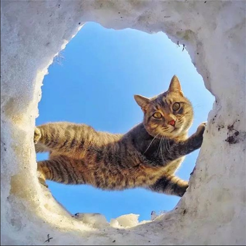 Pet Lead Small Dog Collar Leash High Quality Toys,Dog Feeder Pet Carries lucky box,surprise box,Cat accessories,Dogs clothes